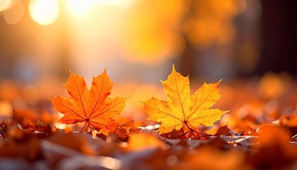 Orange maple leaves on the ground with a bokeh effect defocused background