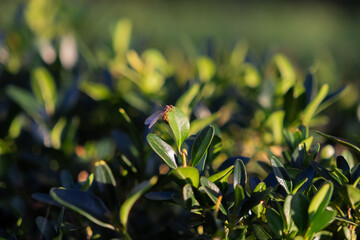 A winged ant rests on a vibrant green leaf, captured in a detailed macro shot, symbolizing insect life and the delicate natural ecosystem