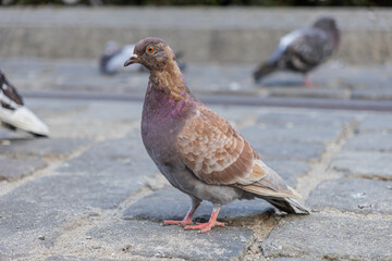 Brown pigeon with vibrant iridescent neck feathers stands alertly on textured cobblestone pavement, observing its bustling urban environment