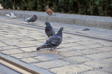 Group of vibrant common pigeons gracefully explores the grey paved ground next to tram tracks, illustrating typical urban wildlife in a serene city park