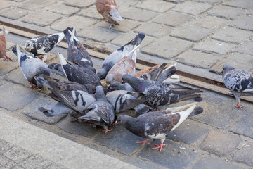 A flock of common urban pigeons gathers closely, actively pecking at scattered food on the paved city street, illustrating daily urban wildlife behavior