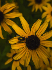 Fly on Black-eyed Susan flower (Rudbeckia hirta) close-up