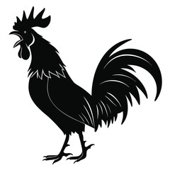 Rooster crowing