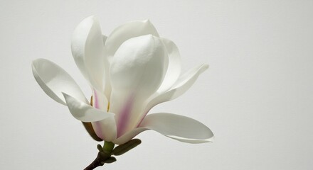 白く輝く木蓮の花びら 優雅に広がる春の光. AI Generated