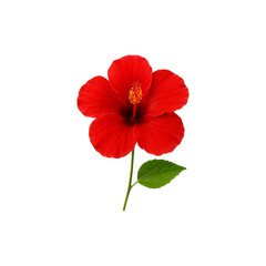 pink,bright red hibiscus flower isolated.Close-up of a beautiful  hibiscus flower with delicate petals and a vibrant center, perfect for nature and floral-themed designs, png transparent