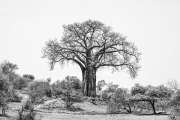 Baobab tree standing above the South African bush, in black and white