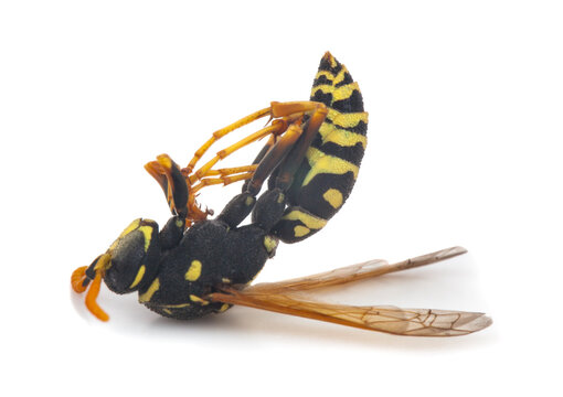 Dead wasp isolated on white background.