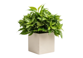 Lush green potted plant with textured beige pot on a solid black backdrop for a modern aesthetic