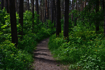 Forest Trail A Path Through the Woods in the summer