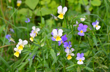 Wild Pansies Blooming in a Meadow close up