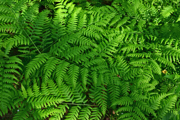 Lush Green Ferns Detailed View of a Thriving Plant