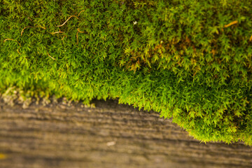 Moss on wooden background.