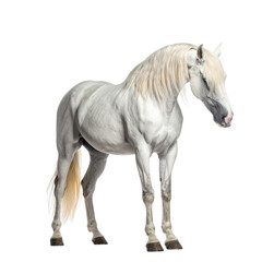 Obraz premium Majestic andalusian horse standing proudly with elegant mane and white coat illustration isolated on transparent background