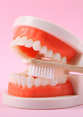 Obraz premium Dental model of teeth and dental care products on colored background. Vertical photo format