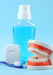 Dental model of teeth and dental care products on colored background. Vertical photo format