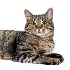 Fototapeta premium Relaxed tabby cat portrait with striking green eyes isolated on transparent background