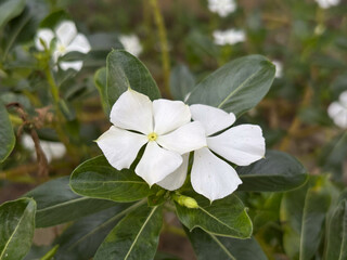 Close-up of vibrant white flowers with green leaves, blossoming in sunlight