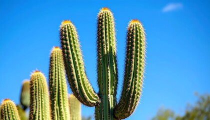 cactus in desert