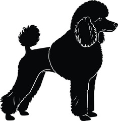 Elegant poodle dog silhouette vector, groomed standard poodle profile for pet grooming logo, dog show poster and branding