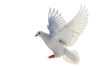 Obraz premium White dove flying above peaceful clouds