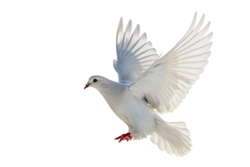 White dove flying above peaceful clouds