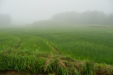Rice fields in mist in Meghalaya