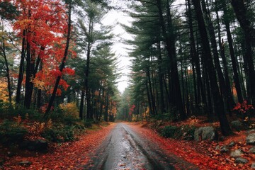 Obraz premium Autumnal forest road in the rain
