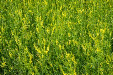 Field Of Yellow Sweet Clover Blooming In Yellowstone