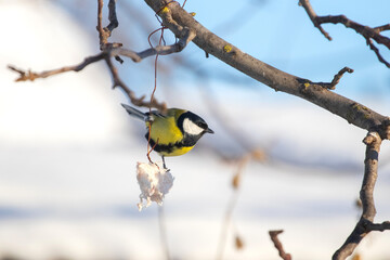 Great tit on branch in winter pecking piece of food, natural winter scene with bird in cold tones, background for seasonal and decorative projects