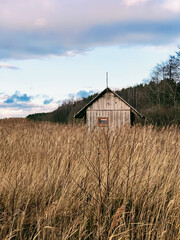 Lonely small wooden cabin among tall reeds, minimalist natural landscape with calm atmosphere.