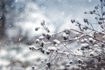 Dry plants covered with snow during snowfall, atmospheric winter macro shot of nature in cold...