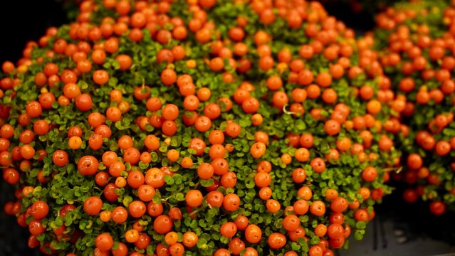 Close-Up of Nertera granadensis, also known as coral bead plant with Bright Orange Berries