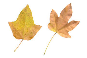 two dried autumn leaves isolated on transparent, passage of time and change in nature