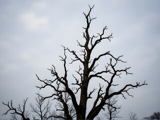 Fototapeta premium Dead Tree Against Cloudy Sky, in the sky