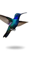 Fototapeta premium Vibrant Blue Hummingbird in Flight.
