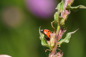 Ladybug perched on a green leaf amidst vibrant wildflowers in a sunny meadow during summer