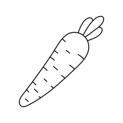 carrot vector illustration