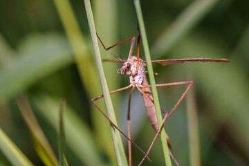 Close-up view of a mosquito resting on green grass under natural sunlight in a serene outdoor setting
