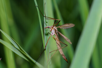 Close-up view of a delicate insect perched on vibrant green grass in a sunny outdoor setting