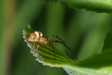 Close encounter with a golden spider on a green leaf in a garden during daylight hours
