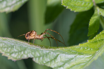 Close-up view of a spider perched on a green leaf in a natural setting during daylight hours