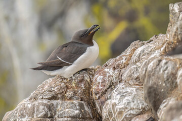 Razorbill, Alca torda, sitting on a rock, close up