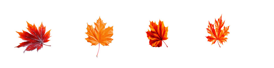 Fototapeta premium Autumn Leaves on a White Background for Seasonal Decoration