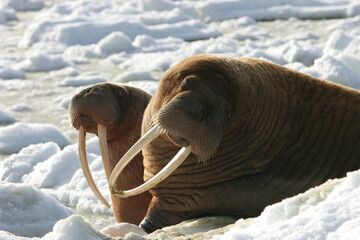 Walrus in snow