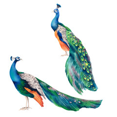Peacock set. Watercolor realistic hand-drawn illustration. A painting with a beautiful, vibrant Indian peacock on a white background. Exotic birds of Paradise. Clipart for Japanese interior decor.
