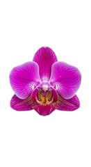 Fototapeta premium Closeup of a Purple Orchid Blossom.