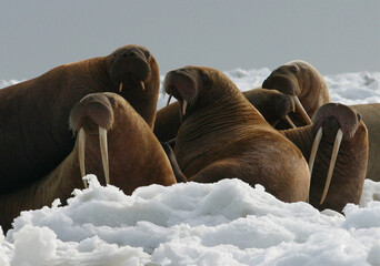 Walrus on the snow