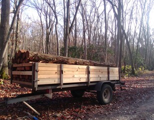 Wooden trailer loaded with logs in a forest