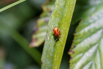 Shiny red beetle resting on a green leaf in a lush garden during the daytime