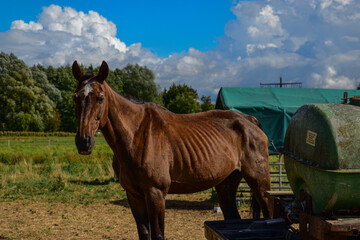 horse in the field © Anatolii